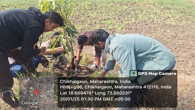 Tree Plantation